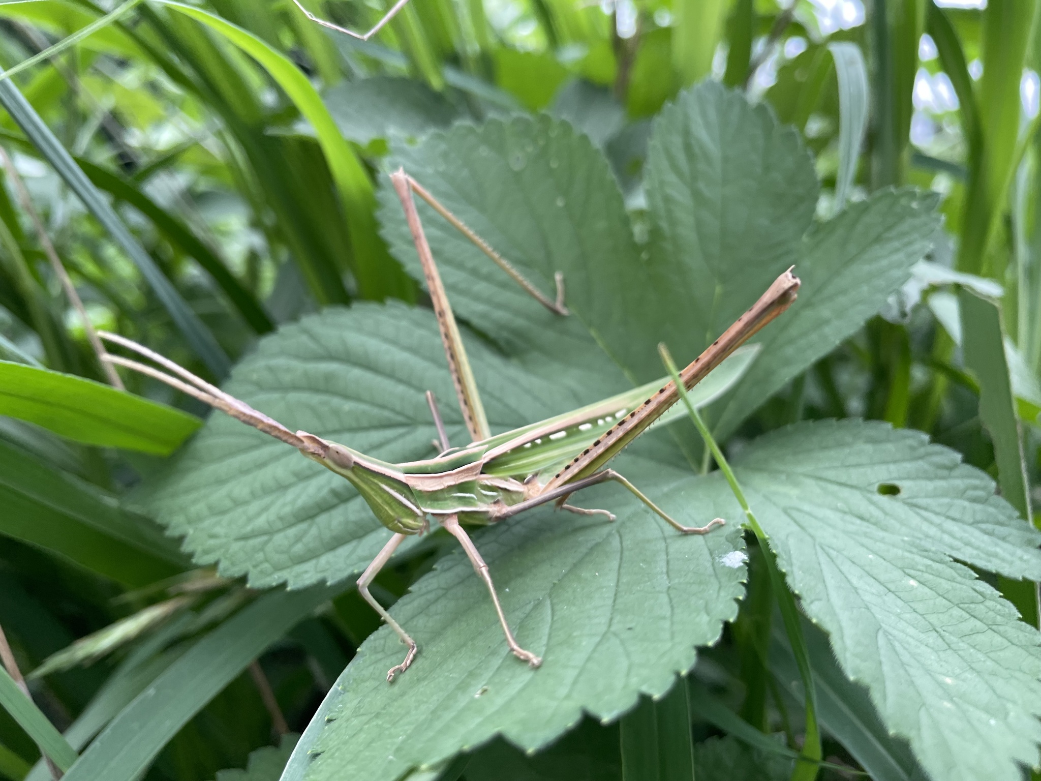 rl2epsyrj">中华剑角蝗是直翅目剑角蝗科剑角蝗属昆虫,别称中华蚱蜢