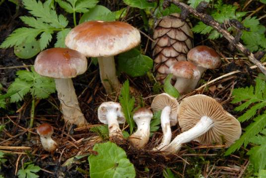 中生粘滑菇_百度百科
