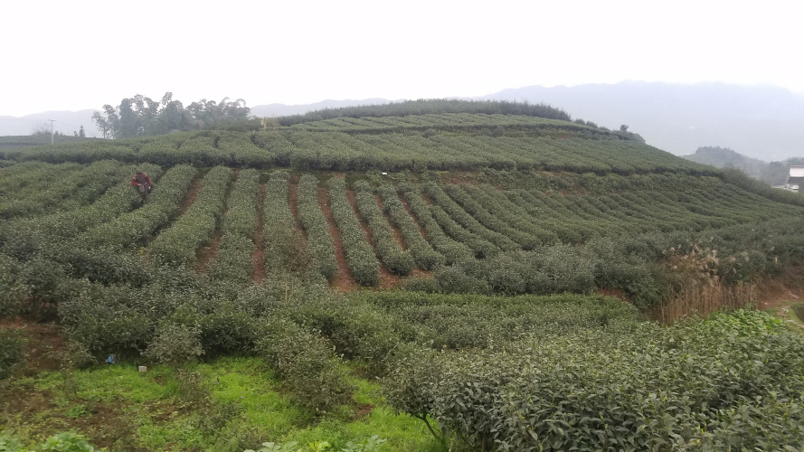  p>底蓬镇(已撤销),原隶属于四川省宜宾市江安县,地处江安县南部,东接