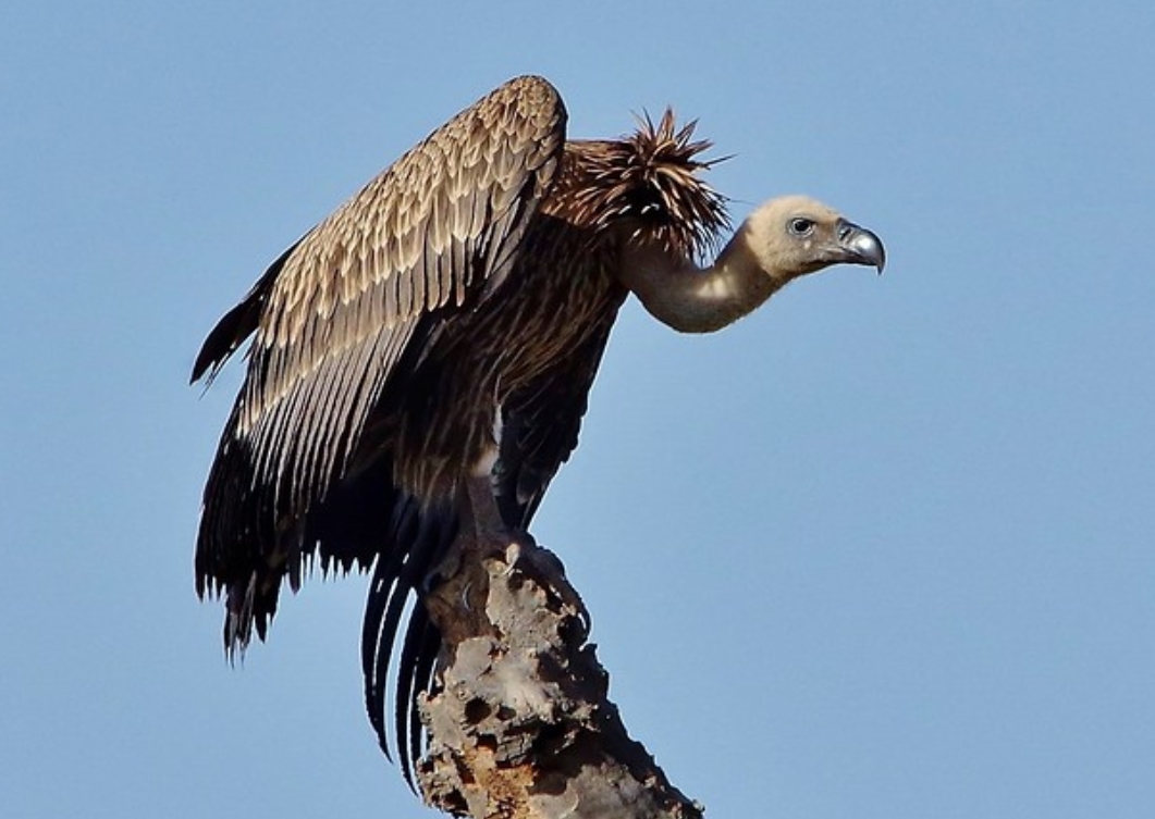  p>黑白兀鹫(学名: i>gyps rueppellii /i>):是鹰科,兀鹫属的一种大型