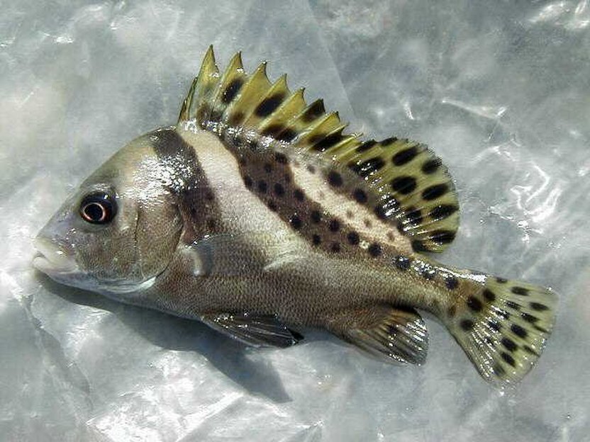  i>plectorhinchus cinctus /i>)是石鲈科,胡椒鲷属鱼类