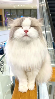 布偶猫图片