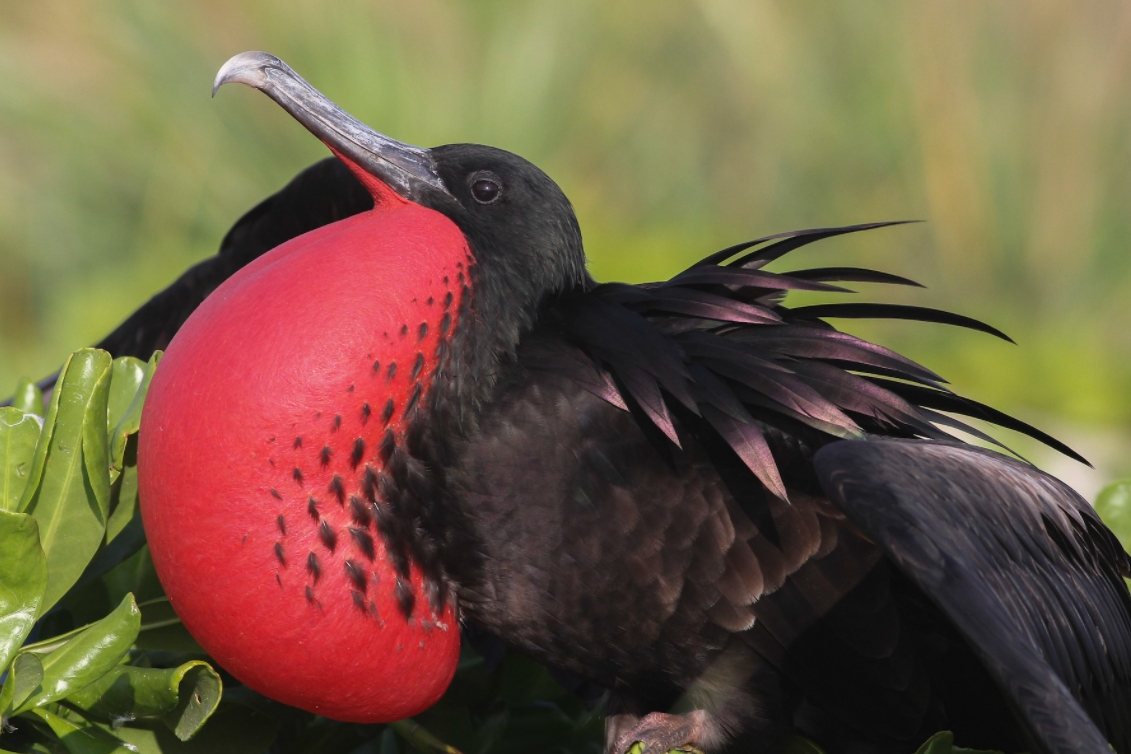  p data-id="tznma8uw5zwt">黑腹军舰鸟(学名