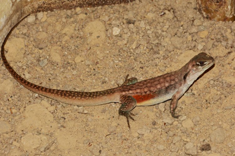  p>蜡皮蜥(学名: i>leiolepis reevesii /i>)是鬣蜥科,蜡皮蜥属爬行