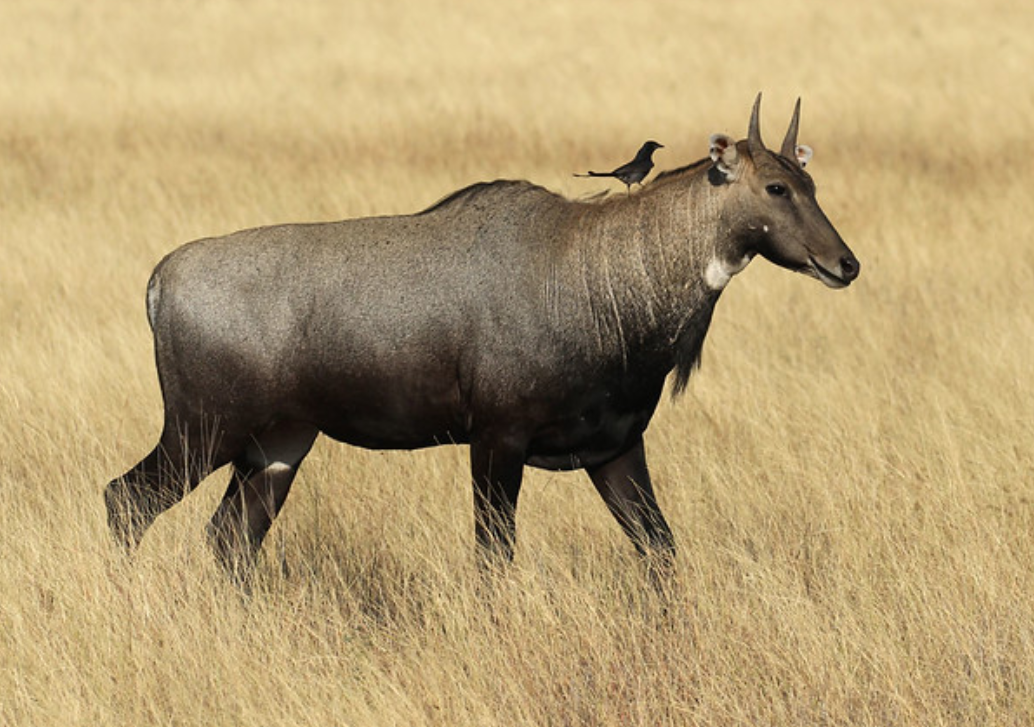  p>大蓝羚(学名: i>boselaphus tragocamelus /i>):是偶蹄目,牛科,蓝