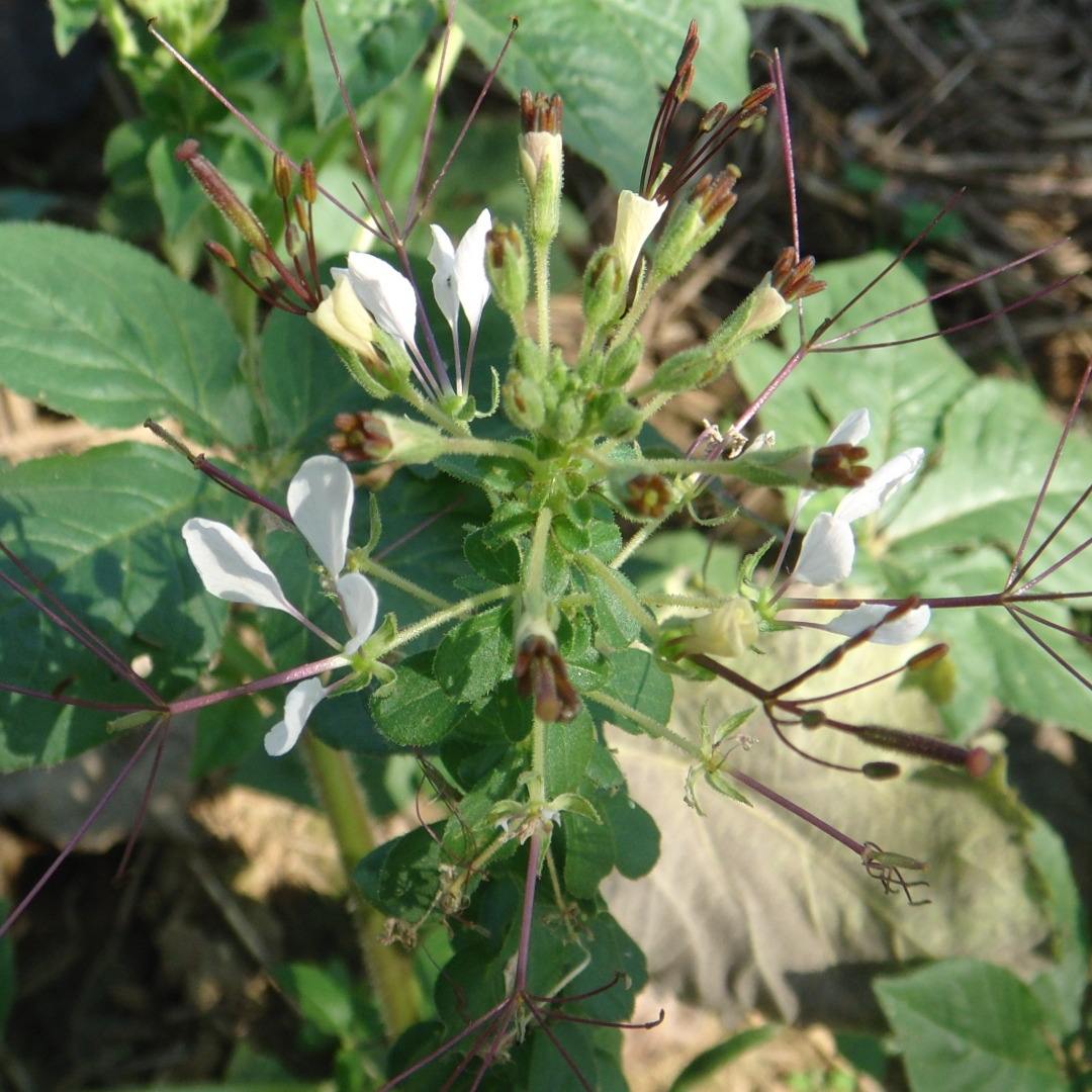  p>白花菜属(学名: i>gynandropsis gynandar /i> briq.