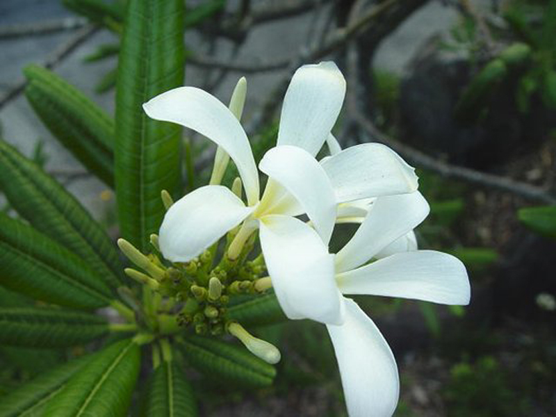  p>鸡蛋花属(学名: i>plumeria /i> l.