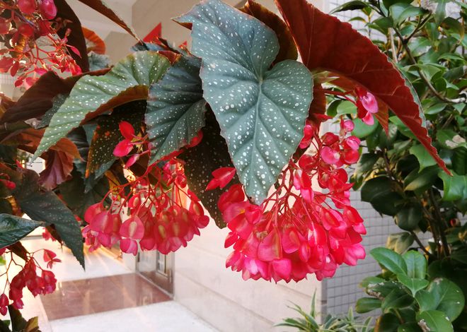 斑叶竹节秋海棠