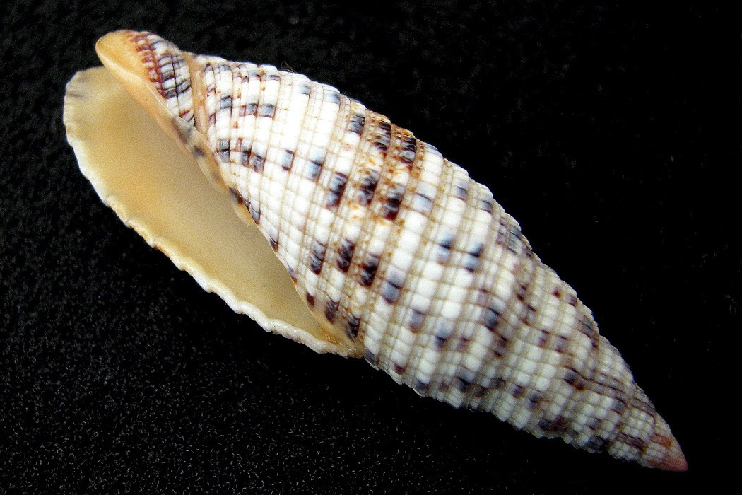  p>蝶斑笔螺 ,  拉丁学名neocancilla papilio