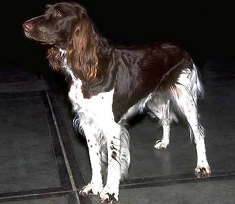 德国长毛指示猎犬