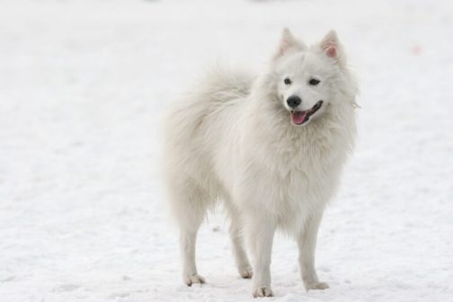 银狐犬（原产于日本的独立犬种）_百度百科