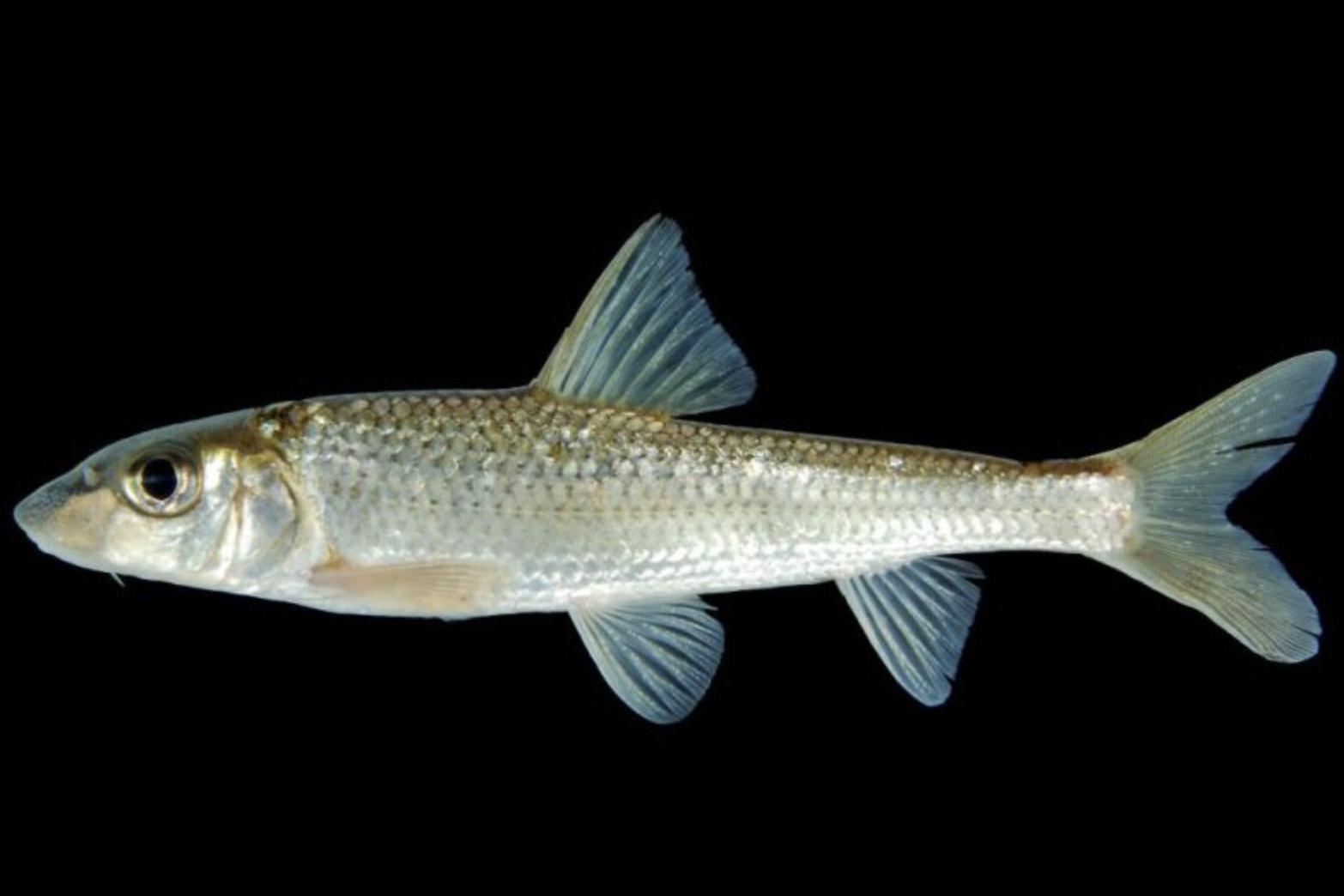  p>花   俗称吉勾鱼,冷丁,季郎鱼,溪竹等,是黑龙江省名产淡水鱼,又名