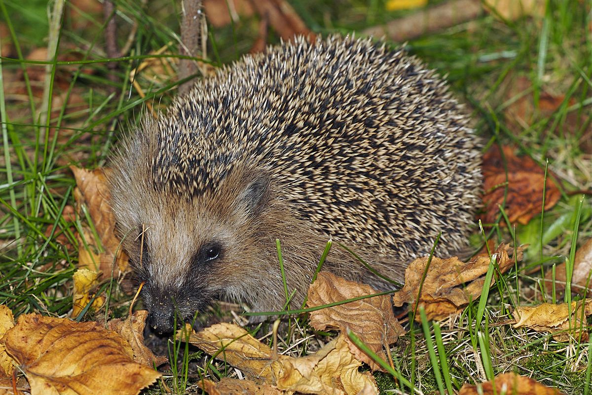  p>刺猬陕西亚种属于猬科拉丁亚科的动物. /p>