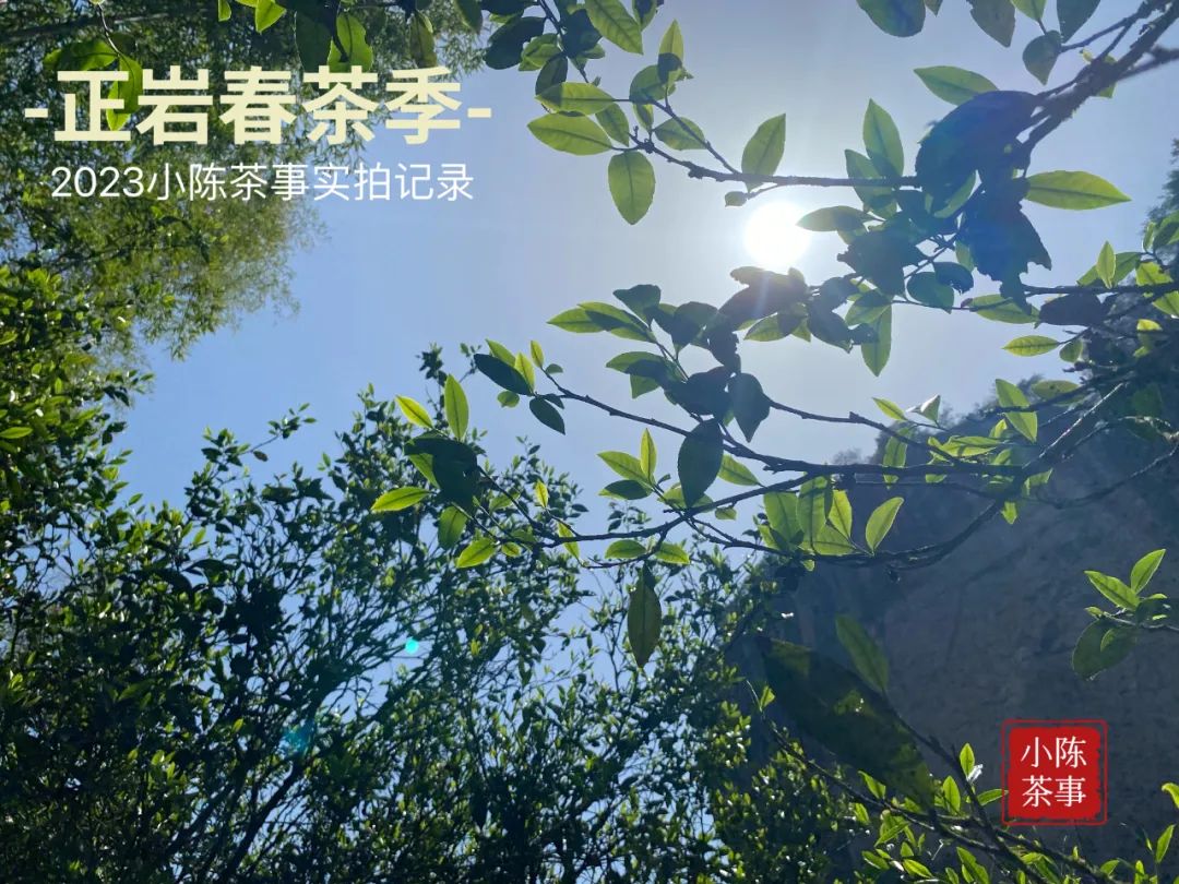 岩茶里，母树大红袍的“母树”是什么意思？它和母本有什么区别？_百科TA说