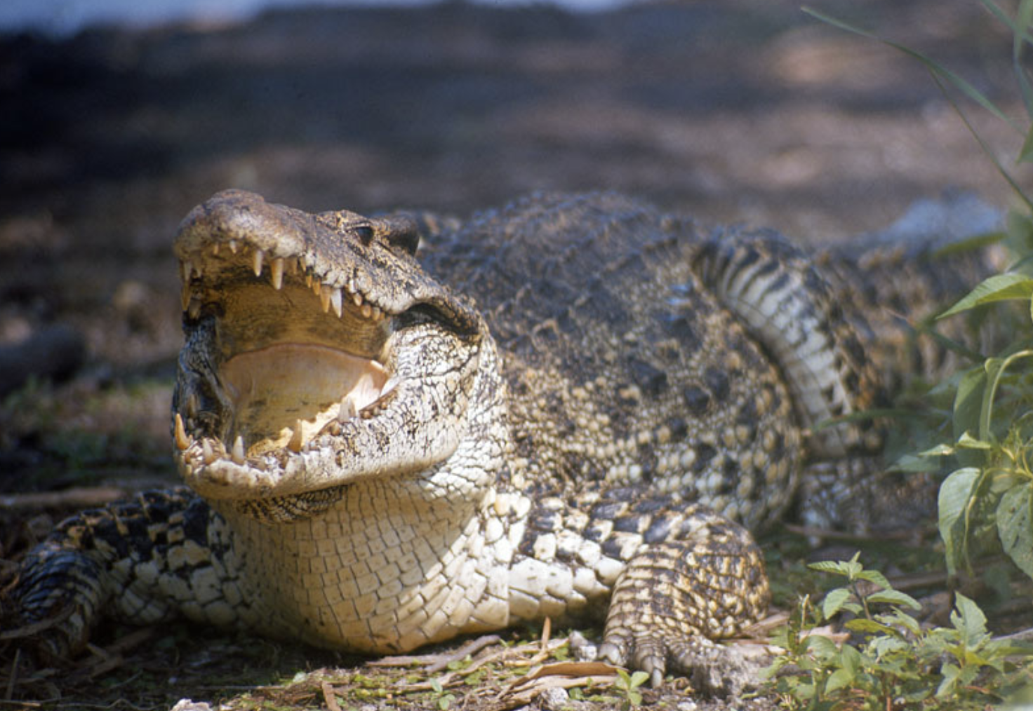 crocodylus rhombifer
