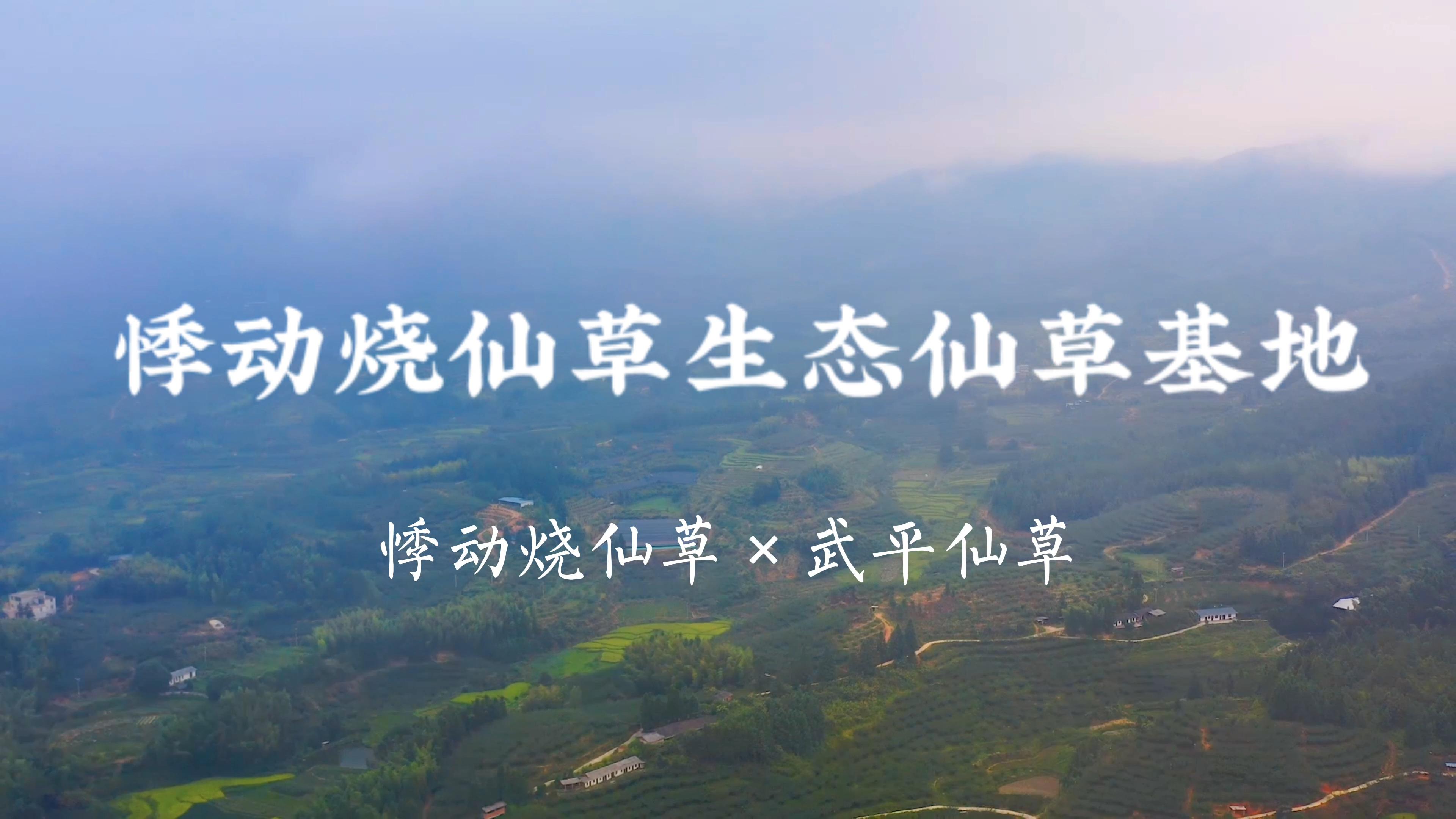 悸动烧仙草仙草生态基地