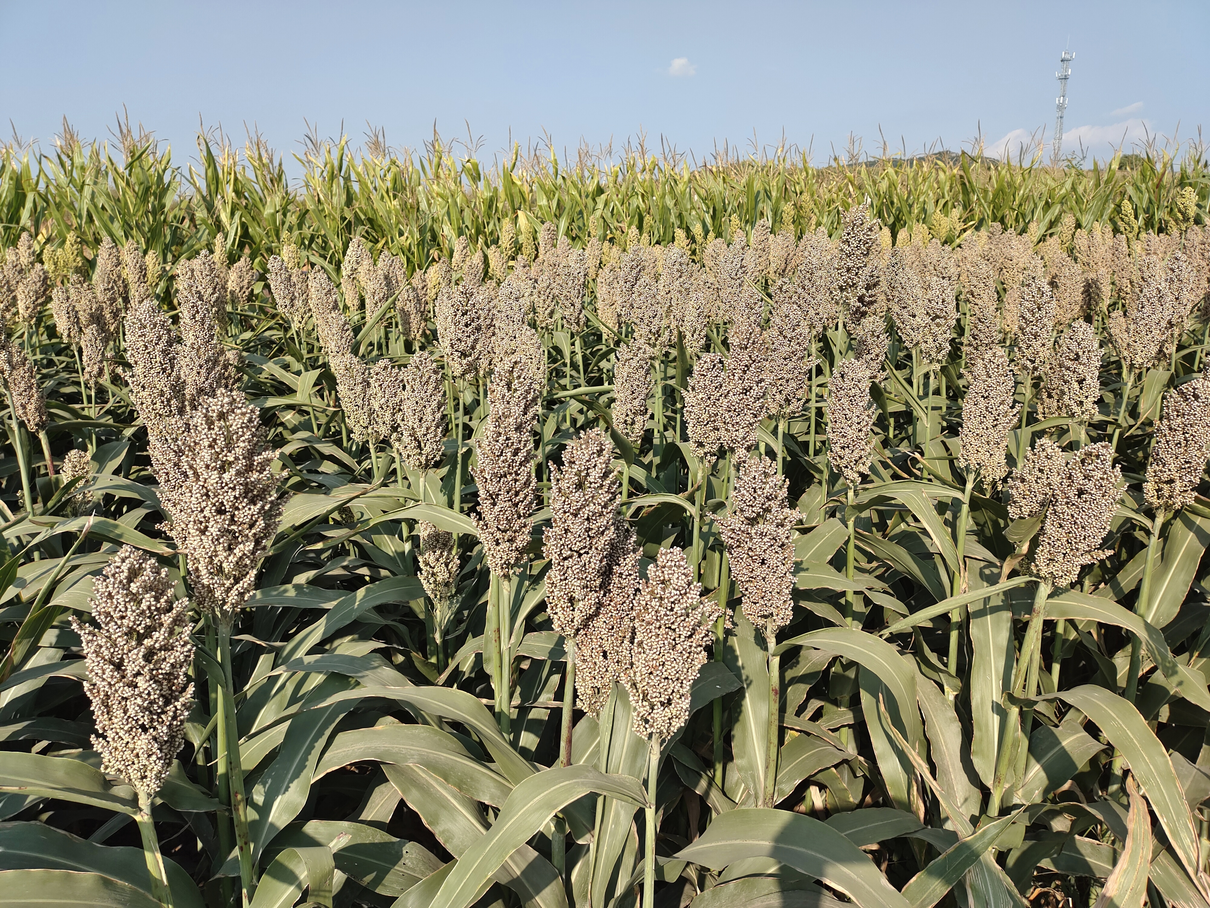  p>庄稼是一个汉语词汇,意思是指 a target="_blank" href="/item