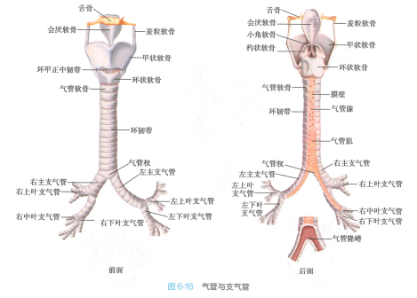 <p>气管与支气管