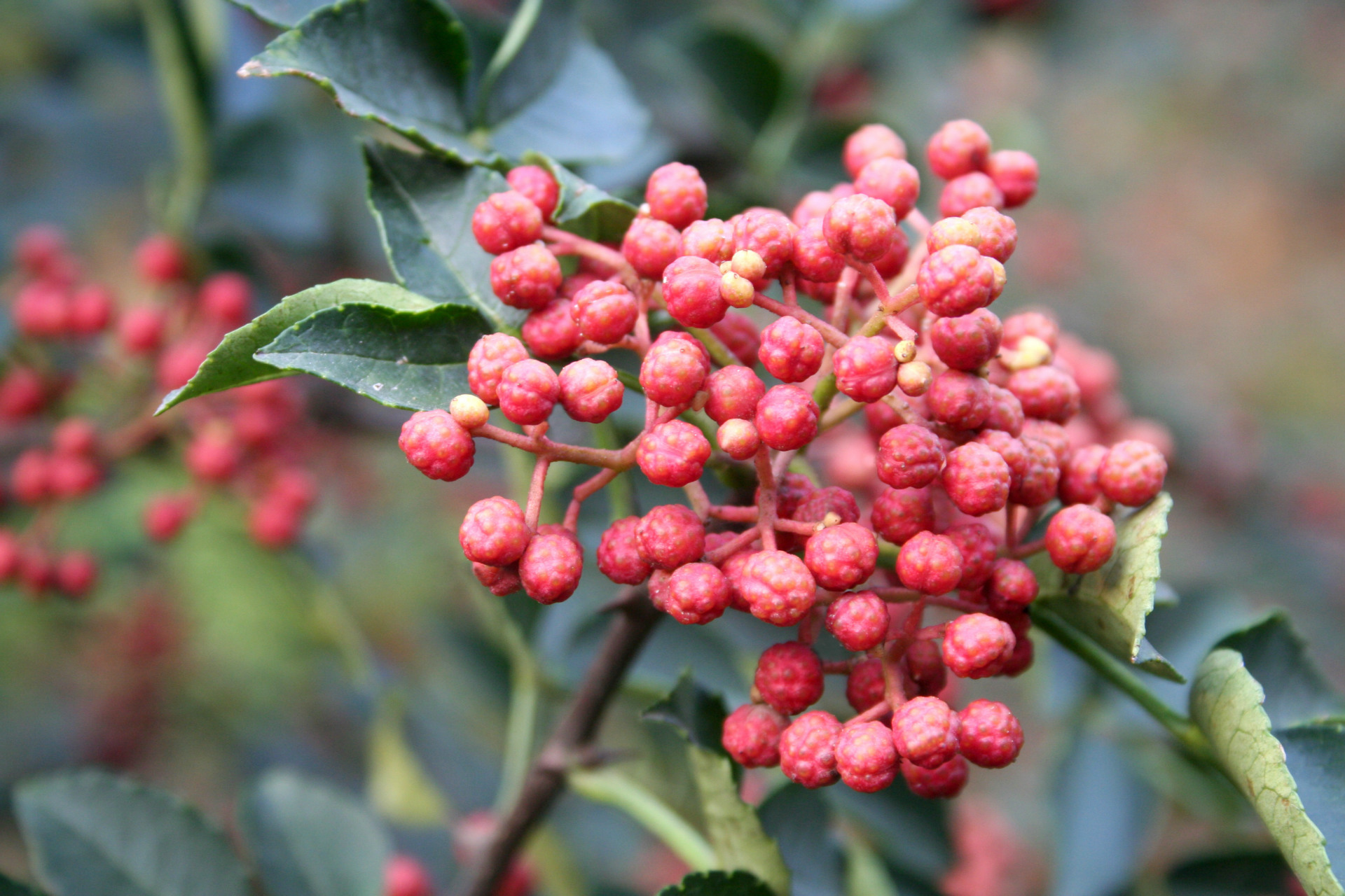 是芸香科,花椒属落叶小乔木多年生 a target="_blank" href="/item