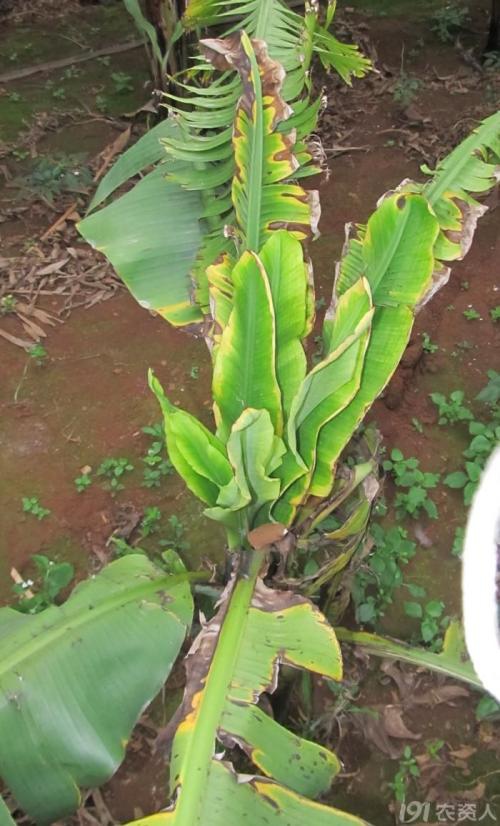 香蕉束顶病