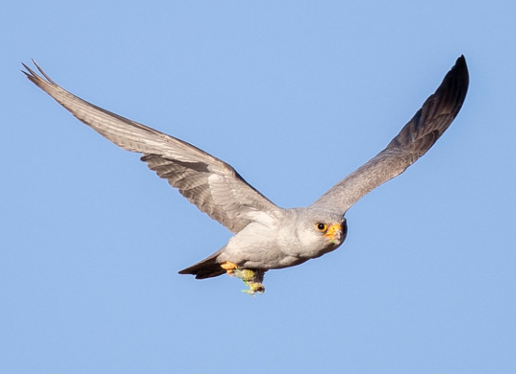  p>澳洲灰隼(学名: i>falco hypoleucos /i>):是隼科,隼属的一种猛禽.