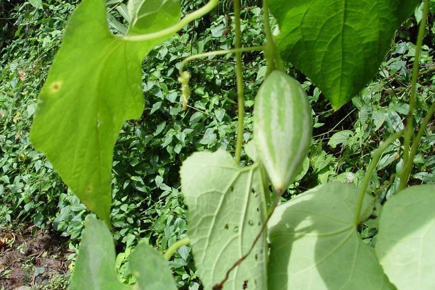 是葫芦科栝楼属植物.