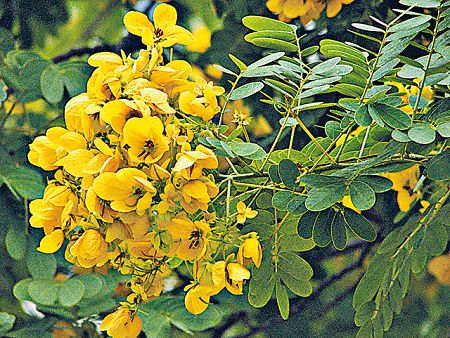  p>决明属(学名:cassia l.