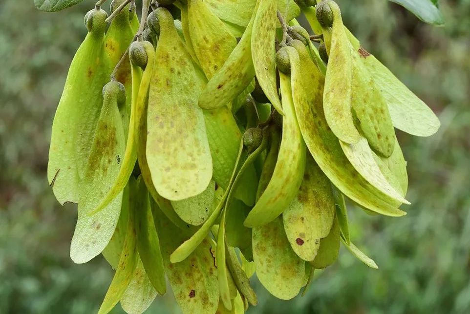 坡垒海南个体073