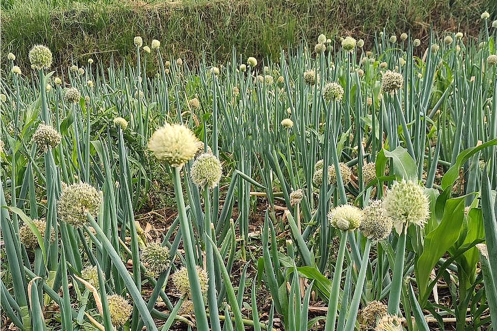 是百合科,葱属鳞茎单生,圆柱状,鳞茎外皮白色,稀淡红褐色, a targt==