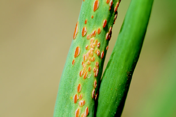 大葱锈病