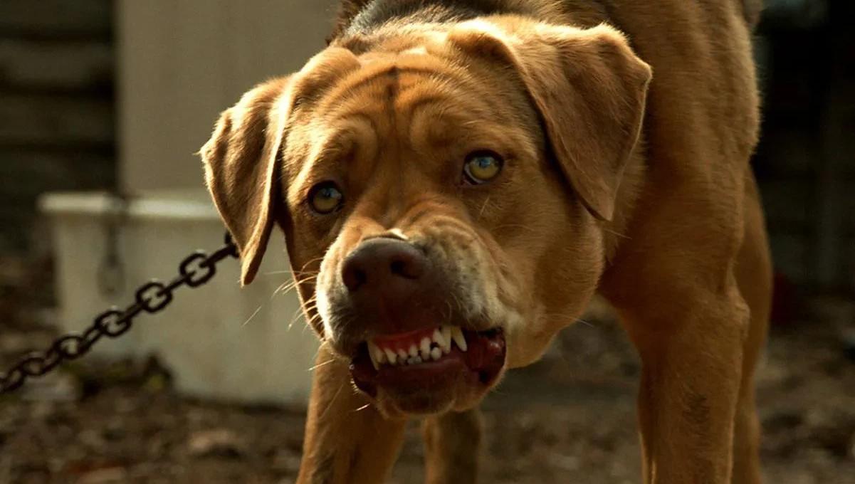 农村有"狗王"吗哪些狗有可能成为狗王 - 知晓星球