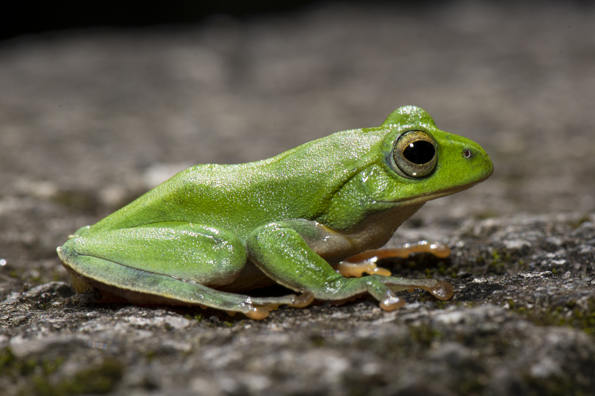  i>zhangixalus /i>  i>taipeianus /i>)是树蛙科,张树蛙属的两栖动物