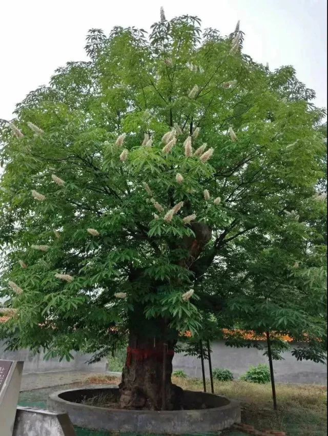  p data-id="gn98tpjozl">娑罗双( i>shorea robusta /i> c. f.