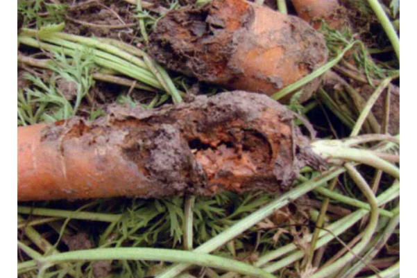 胡萝卜黑腐病