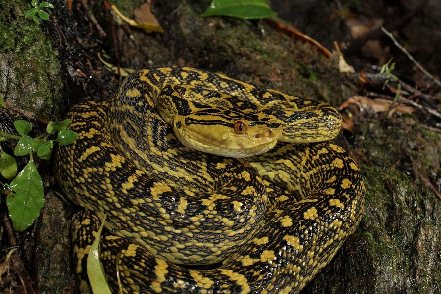  p data-id="gnb5pnho4m">黄绿原矛头蝮,别名黄绿烙铁头,是一种日本