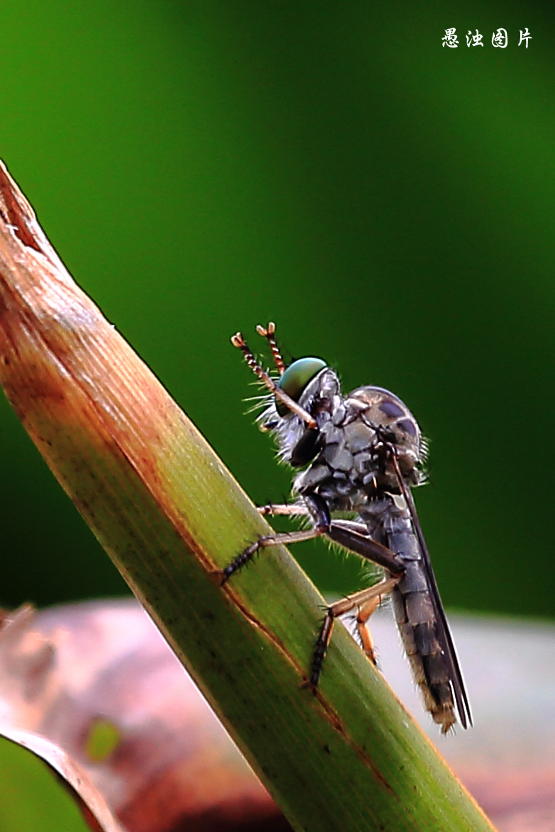 arctus /i>&nbsp;yang et yang,1988)是舞虻科驼舞虻属的一种昆虫