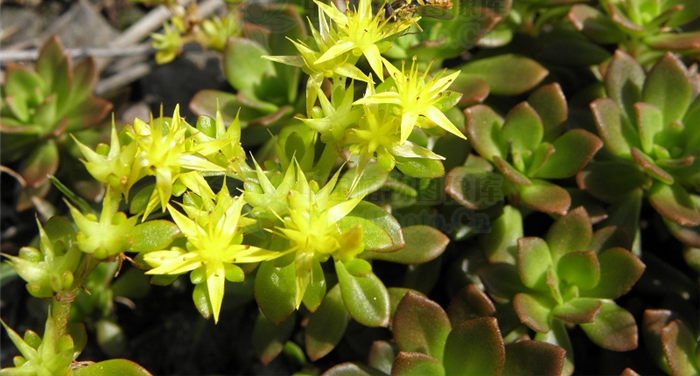  p>东南景天(学名: i>sedum alfredii /i> hance)是景天科,景天属植物