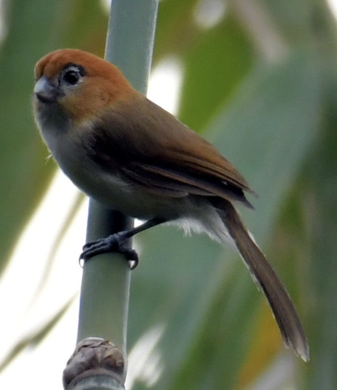  p>黑眉鸦雀(学名: i>chleuasicus atrosuperciliaris /i>)是莺科