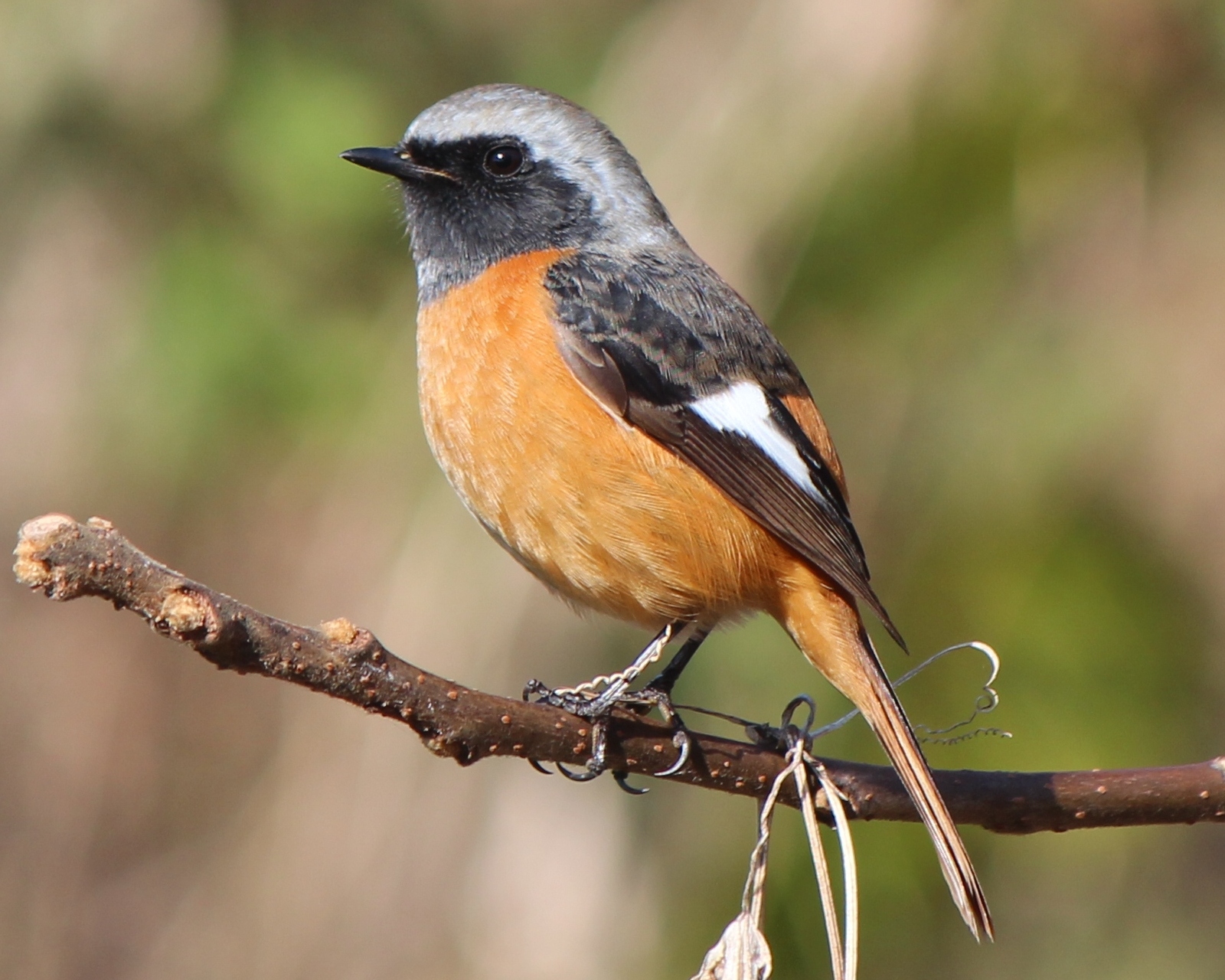  p>红腹红尾鸲(学名: i>phoenicurus erythrogastrus /i>)是鹟科,红尾
