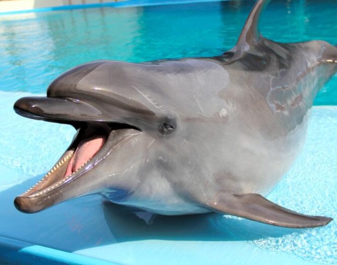 6625323">爱知县 /a>美浜町的南知多海滩公园,一只名叫"萝拉"的雌性 a