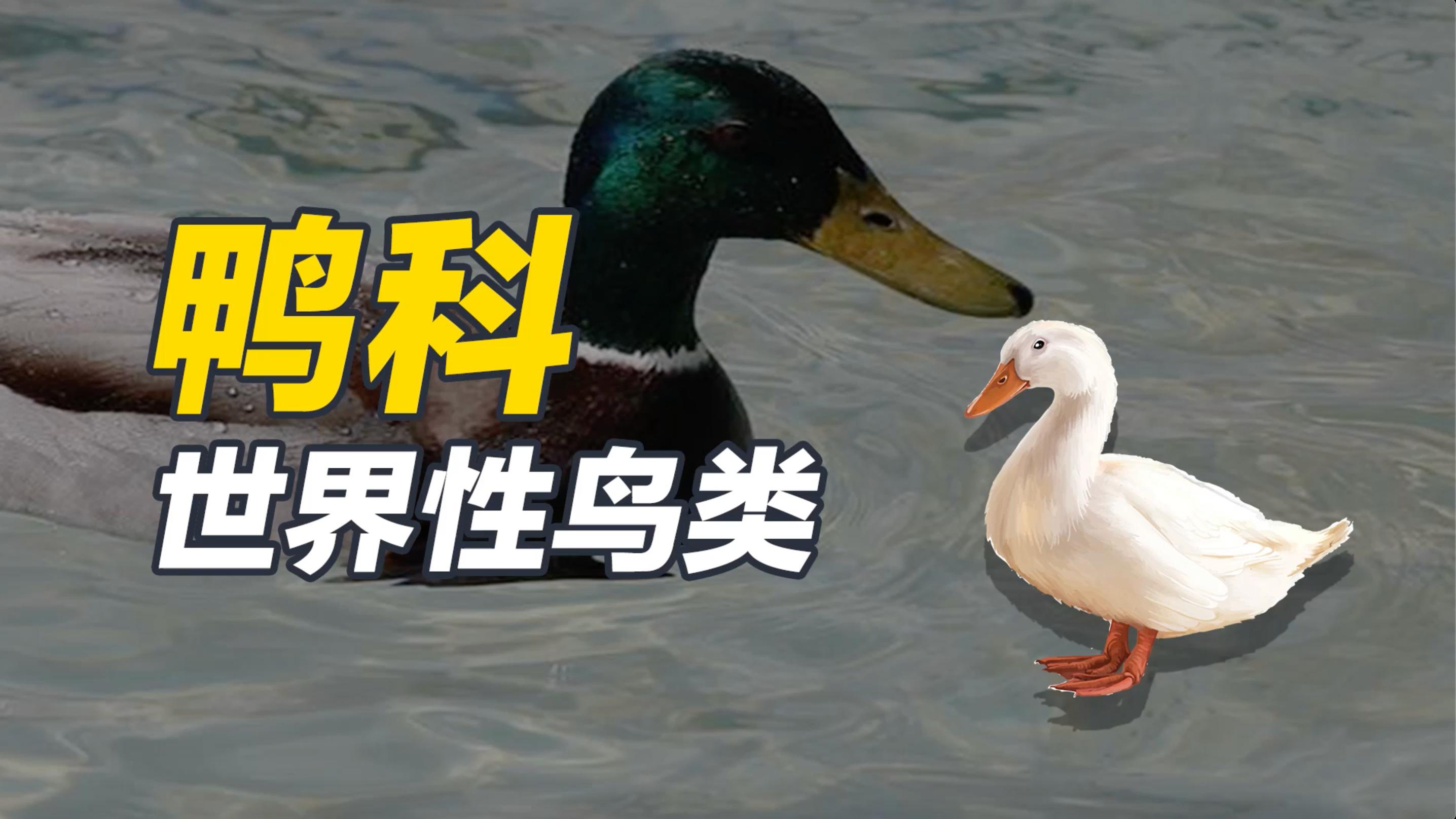 鸭科,世界性鸟类