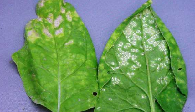 菠菜白锈病