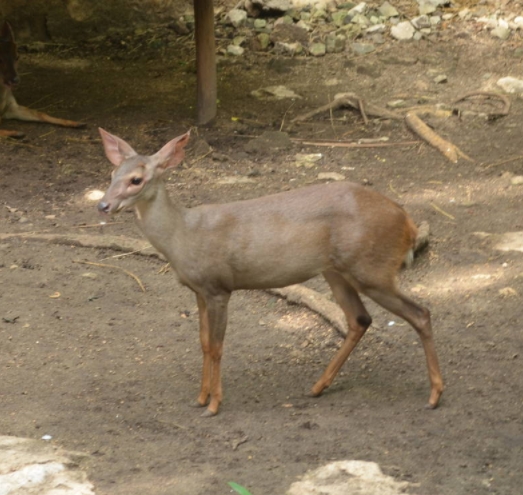 yucatan brown brocket