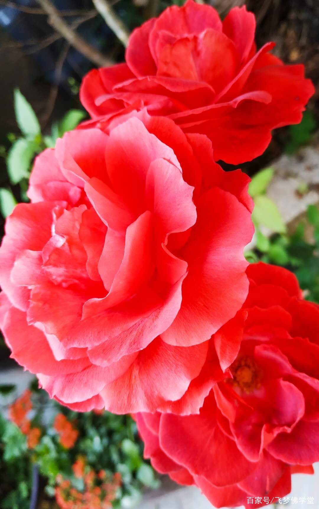 草树知春不久归 百般红紫斗芳菲 这个春天阳台可真热闹啊 百科ta说