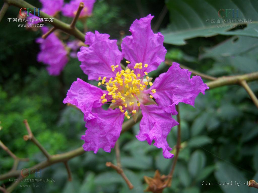  p>大花紫薇(学名: i>lagerstroemia speciosa /i> (l.) pers.