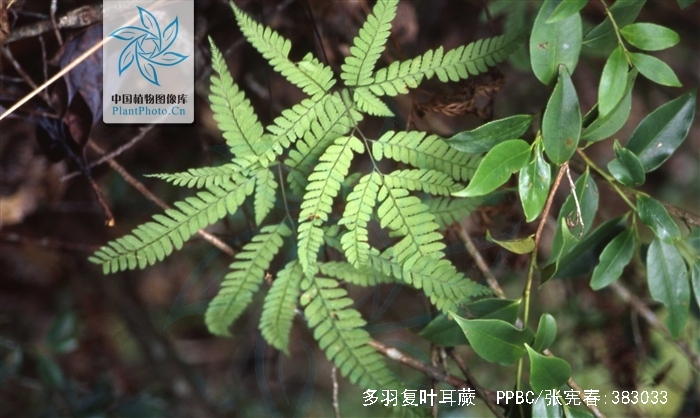  p>多羽复叶耳蕨(学名: i>arachniodes amoena /i> (ching) ching)是