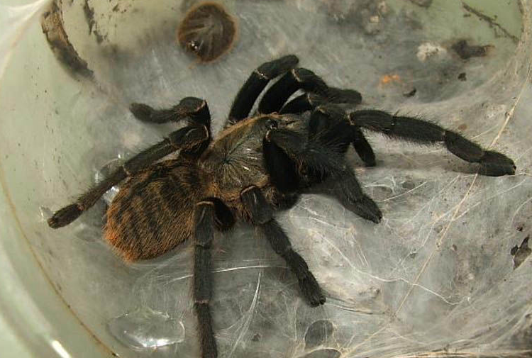  p>虎纹捕鸟蛛是变温动物,且具负趋光性,在长沙地区5月—8月为虎纹捕