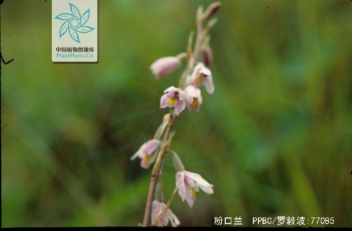  p>粉口兰(学名: i>pachystoma pubescens /i> bl.