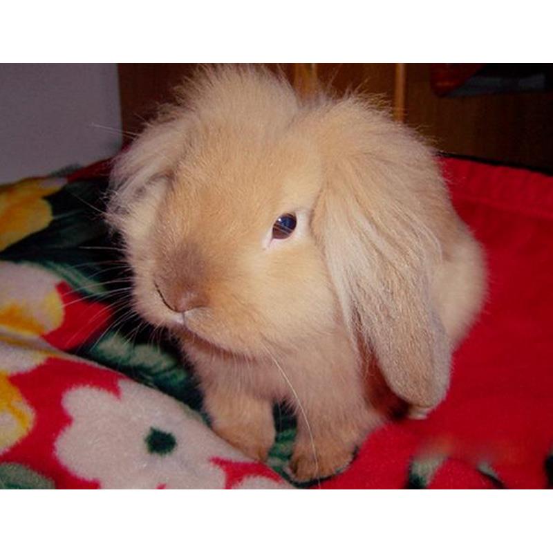 宠狮子兔,又名: a target="_blank" href="/item/狮子头兔/10446551"