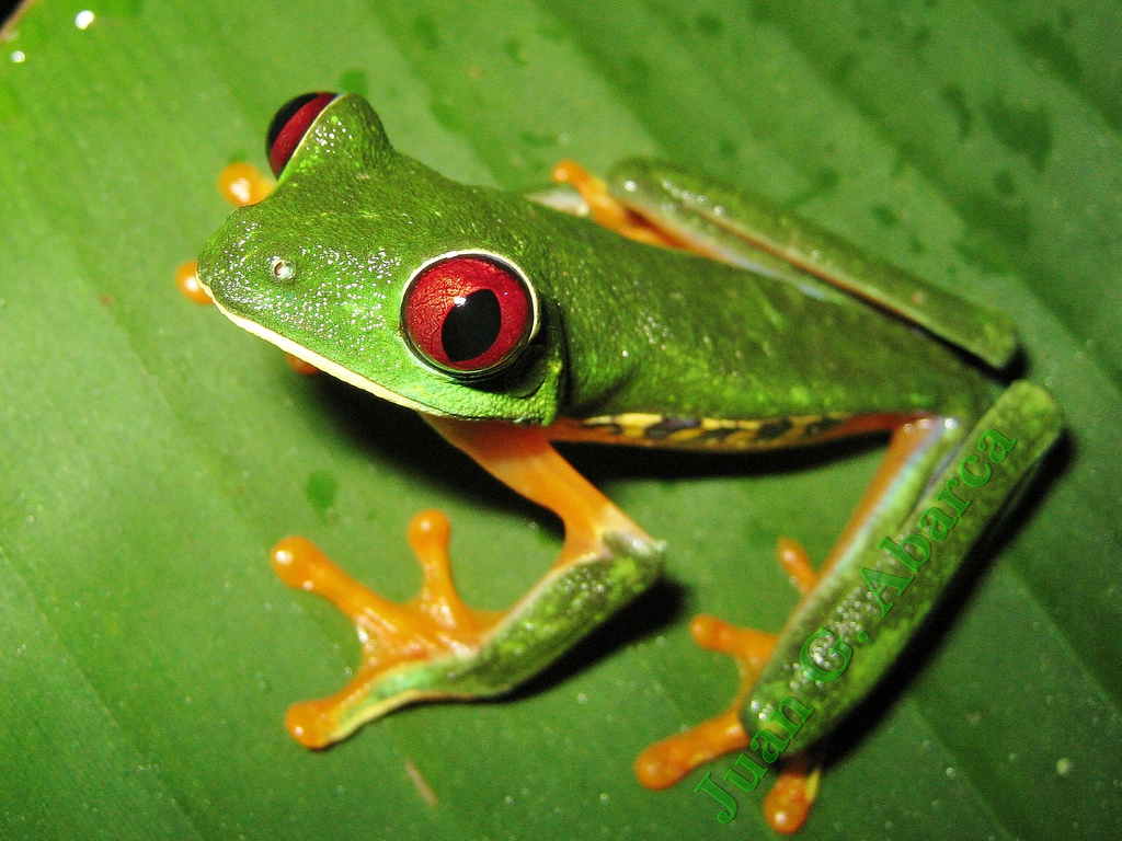  p>红眼树蛙是雨蛙的一种,属于雨蛙科,并不属于 a target="_blank"